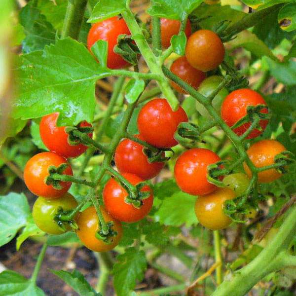 Cherry Tomato Wild Texas Vegetable Seeds